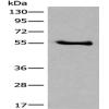 Anti-CCDC85C antibody
