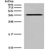Anti-DNAJC9 antibody
