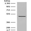 Anti-DUSP5 antibody