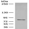 Anti-FGD3 antibody