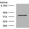 Anti-GPRC6A antibody