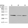 Anti-ISY1-RAB43 antibody