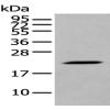 Anti-DUSP3 antibody
