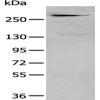 Anti-CSPG4 antibody