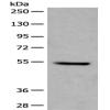Anti-FAM234A antibody