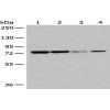 Anti-DYRK1A antibody
