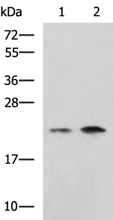 兔抗CHMP6多克隆抗体   