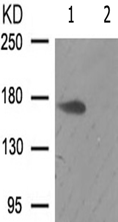 兔抗ALK(Phospho-Tyr1507)多克隆抗体
