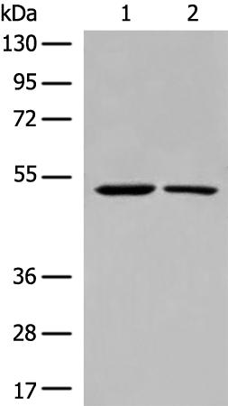 兔抗CHRNA9多克隆抗体   