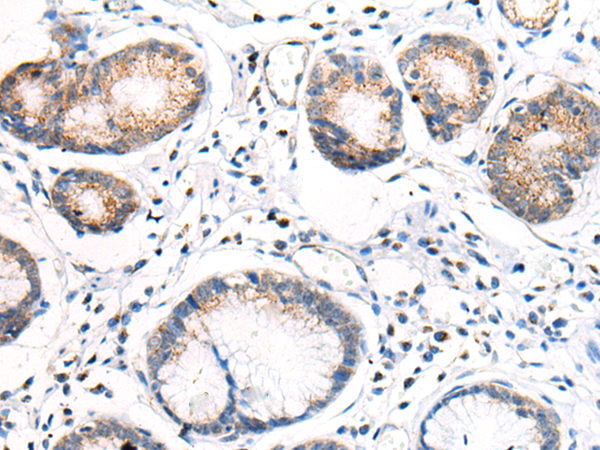 兔抗ANAPC15多克隆抗体