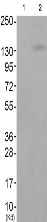 兔抗APP(Phospho-Thr743/668)多克隆抗体