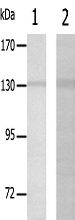 兔抗COL20A1多克隆抗体