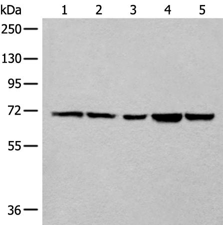兔抗COL25A1多克隆抗体
