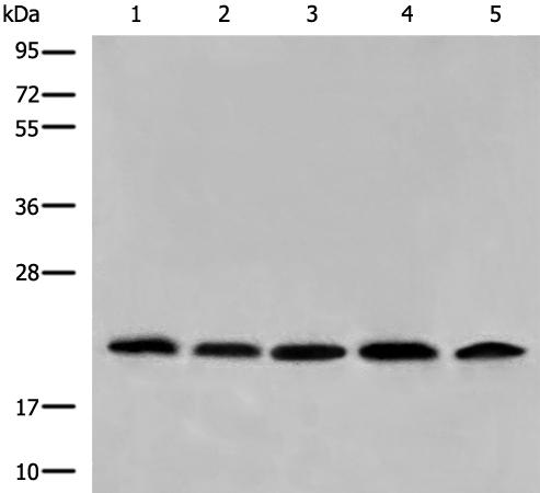 兔抗COMMD1多克隆抗体