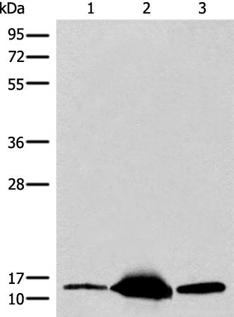 兔抗COX6A2多克隆抗体 