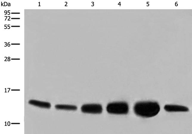 兔抗COX6C多克隆抗体
