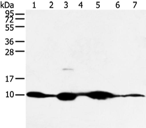兔抗COX7C多克隆抗体   