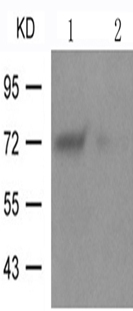 兔抗ATF2(Phospho-Ser62or44)多克隆抗体