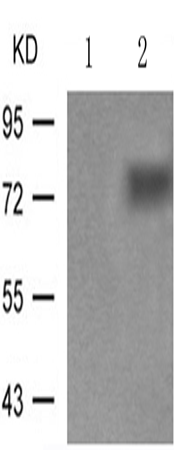 兔抗ATF2(Phospho-Ser112or94)多克隆抗体