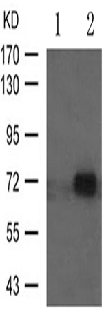 兔抗ATF2(Phospho-Thr71or53)多克隆抗体