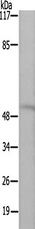 兔抗CPN1多克隆抗体
