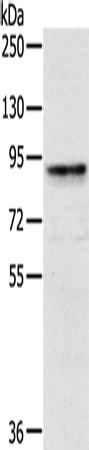 兔抗CRTC2多克隆抗体
