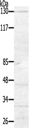 兔抗CSF1R(Ab-809)多克隆抗体
