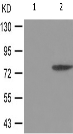 兔抗ATRIP(Phospho-Ser68)多克隆抗体