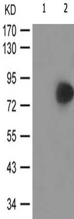 兔抗ATXN1(Phospho-Ser776)多克隆抗体