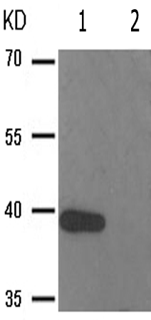 兔抗AURKB(Phospho-Thr232)多克隆抗体