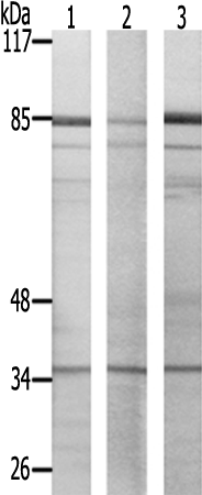 兔抗AURKC(Ab-202/175)多克隆抗体