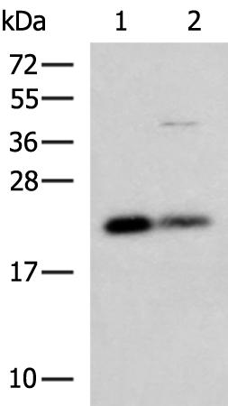 兔抗CSRP2多克隆抗体