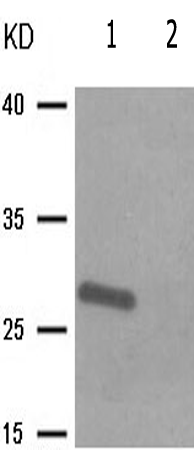 兔抗BCL2(Phospho-Ser87)多克隆抗体