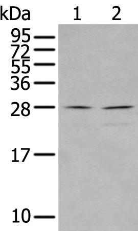 兔抗CXCL16多克隆抗体