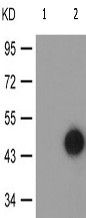 兔抗CXCR2(Phospho-Ser347)多克隆抗体