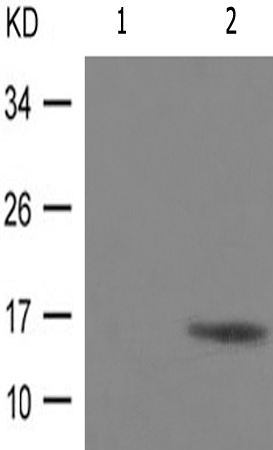 兔抗BIRC5(Phospho-Thr117)多克隆抗体