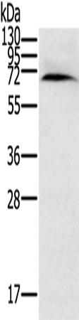 兔抗CYP11A1多克隆抗体