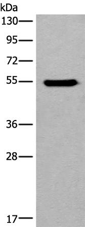 兔抗CYP11B2多克隆抗体