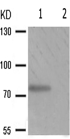 兔抗BMX(Phospho-Tyr566)多克隆抗体