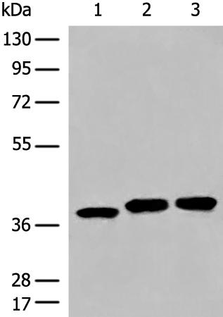 兔抗DCUN1D3多克隆抗体