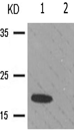 兔抗DDIT3(Phospho-Ser30)多克隆抗体