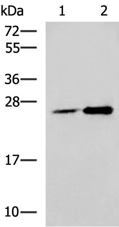 兔抗DGCR6L多克隆抗体