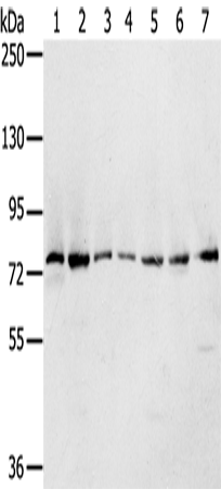 兔抗CAPN7多克隆抗体