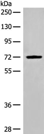 兔抗DLL1多克隆抗体