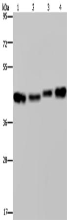 兔抗DNAJA1多克隆抗体