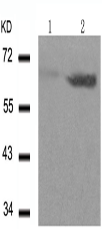 兔抗CCNB1(phospho-Ser147)多克隆抗体