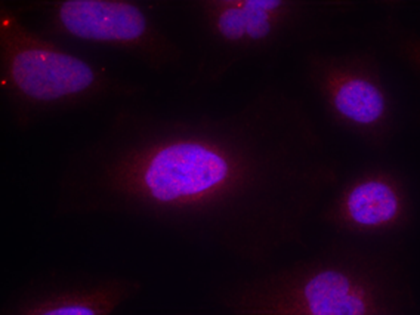 兔抗CCNB1(phospho-Ser147)多克隆抗体