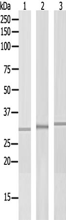 兔抗DNAJC17多克隆抗体