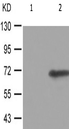 兔抗CDC25A(Phospho-Ser124)多克隆抗体