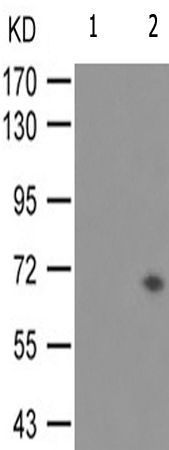 兔抗CDC25A(Phospho-Thr507)多克隆抗体